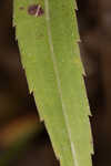 Twistleaf goldenrod